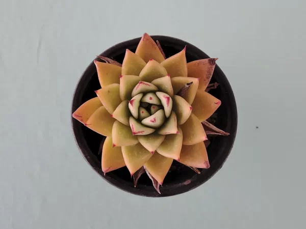 Echeveria agavoides