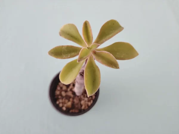 Echeveria coccinea - Imagen 2