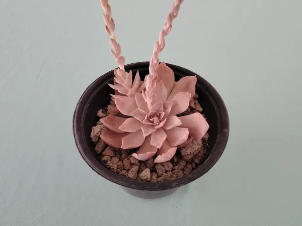 Echeveria difractens - Imagen 2