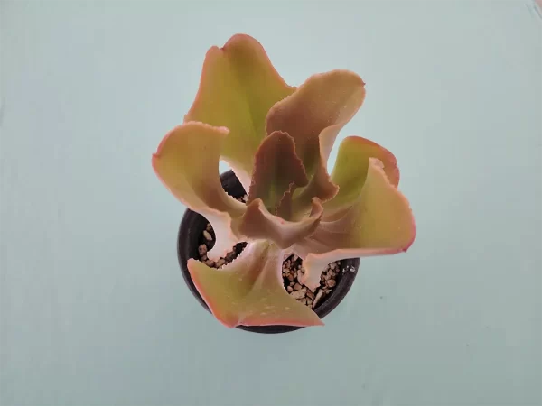 Echeveria gigantea san luis