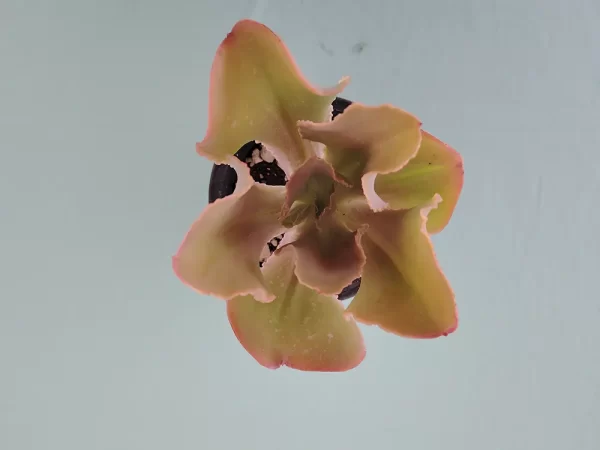 Echeveria gigantea san luis - Imagen 5