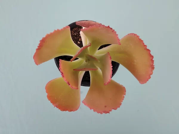 Echeveria gigantea san luis - Imagen 3