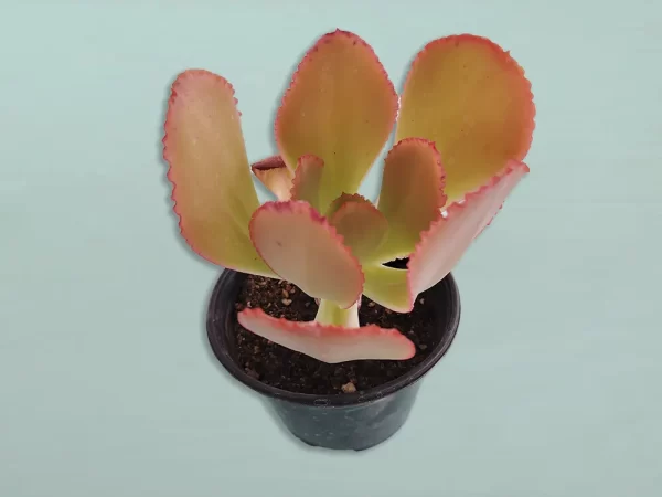 Echeveria gigantea san luis - Imagen 4