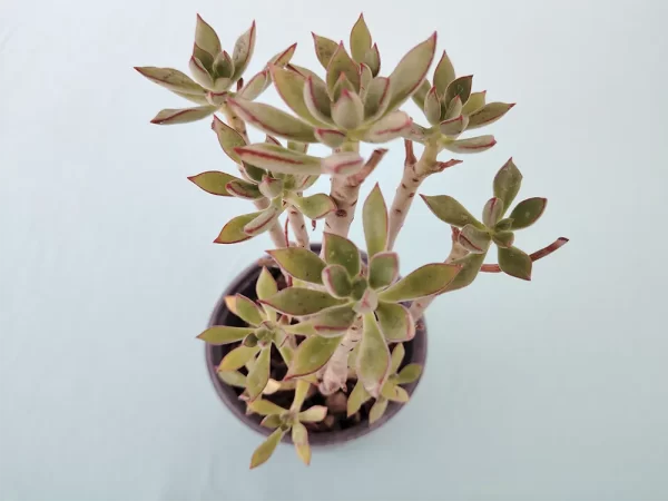 Echeveria harmsii