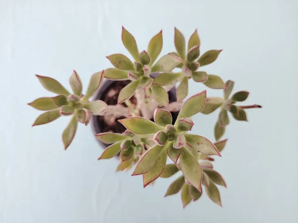 Echeveria harmsii - Imagen 3