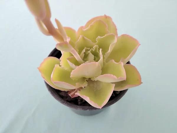 Echeveria  juarezensis - Imagen 2