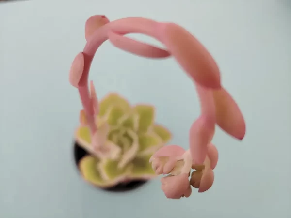Echeveria  juarezensis - Imagen 3