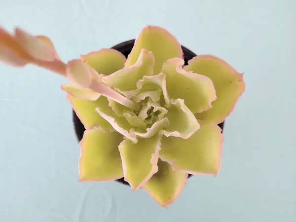 Echeveria  juarezensis