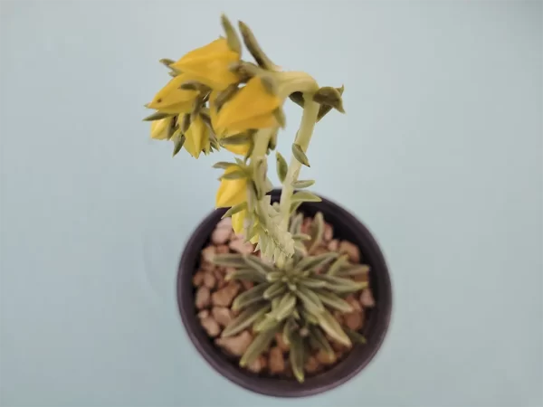 Echeveria lutea - Imagen 3
