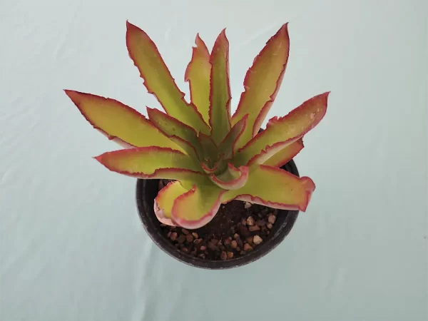 Echeveria marianae - Imagen 2
