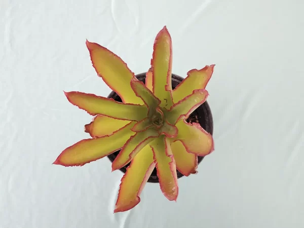 Echeveria marianae