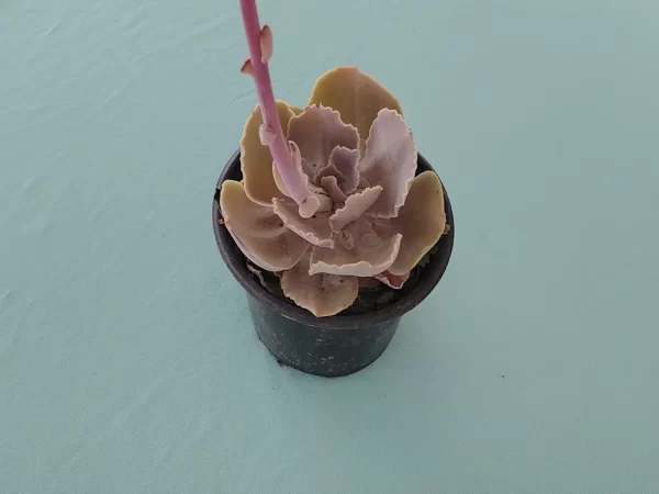 Echeveria altamirae - Imagen 2