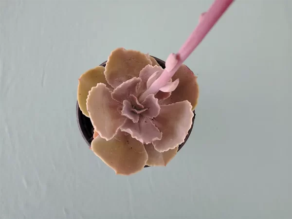 Echeveria altamirae