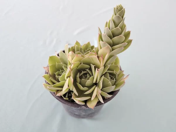 Echeveria megacalix