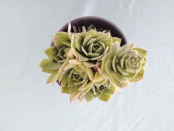 Echeveria megacalix - Imagen 3