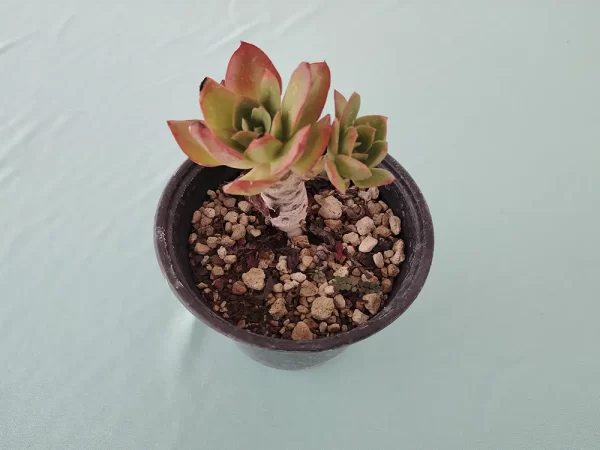 Echeveria montana - Imagen 2