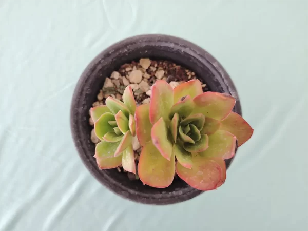 Echeveria montana