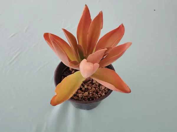 Echeveria munizii - Imagen 2