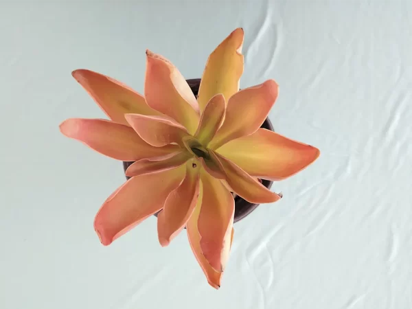 Echeveria munizii