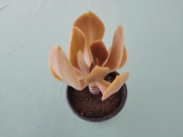 Echeveria nayaritensis