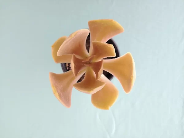 Echeveria nayaritensis - Imagen 3