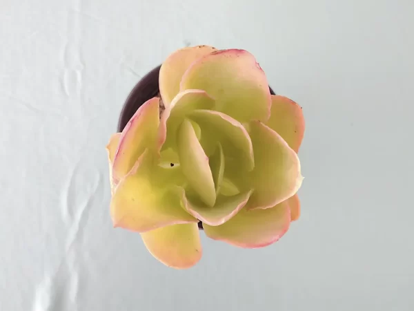 Echeveria pallida mini