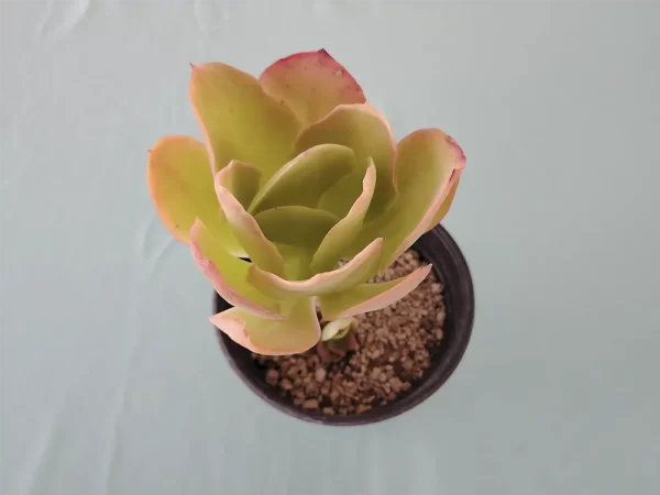 Echeveria pallida mini - Imagen 3