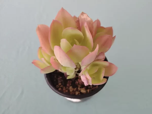 Echeveria pallida - Imagen 2