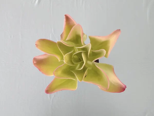 Echeveria pallida - Imagen 3