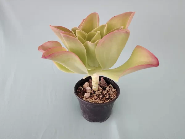 Echeveria pallida - Imagen 4