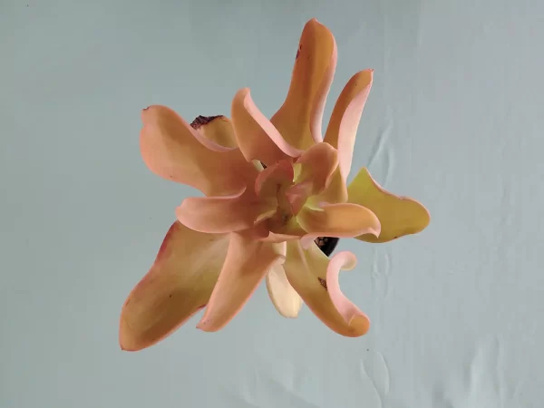 Echeveria pallida - Imagen 5