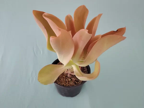 Echeveria pallida - Imagen 6