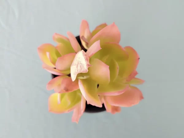 Echeveria pallida
