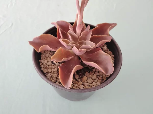 Echeveria perez-calixii - Imagen 2