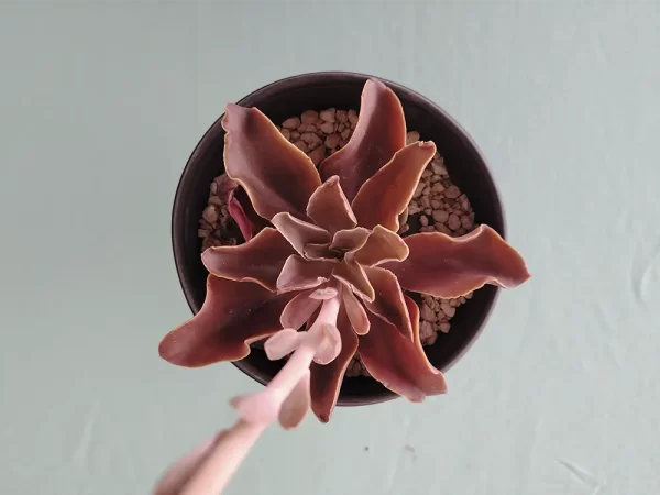 Echeveria perez-calixii