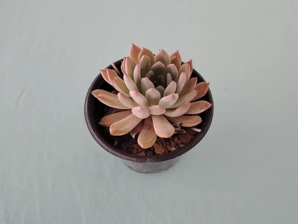 Echeveria amoena var. natural