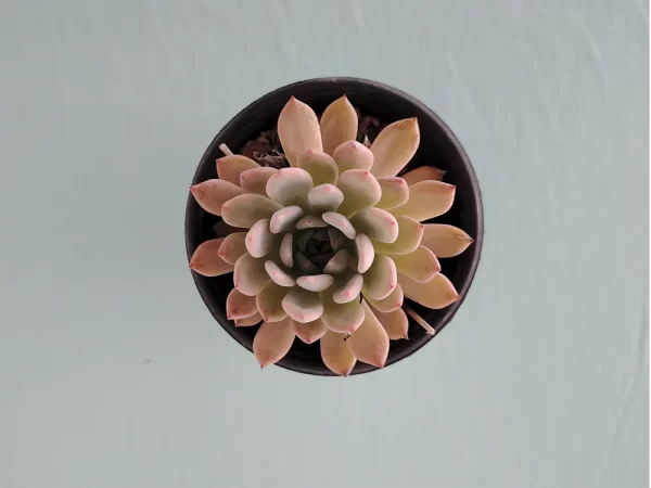 Echeveria amoena var. natural - Imagen 3