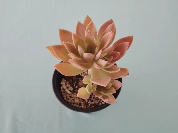 Echeveria tencho - Imagen 3