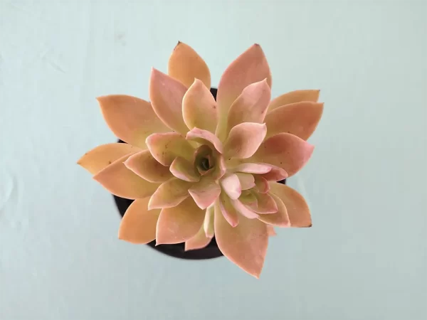 Echeveria tencho