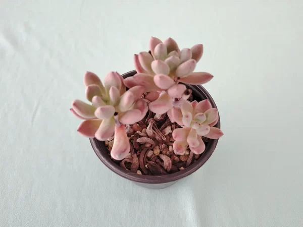 Echeveria amoena 2 - Imagen 2