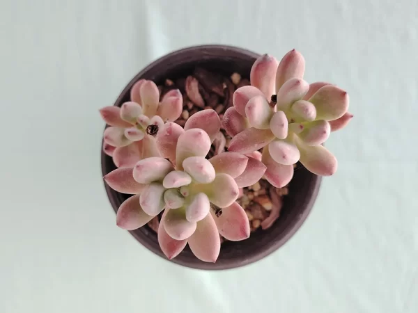 Echeveria amoena 2