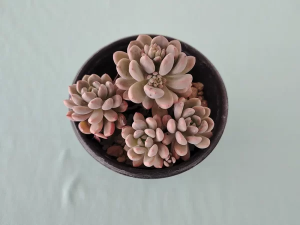 Echeveria amoena 2 - Imagen 4