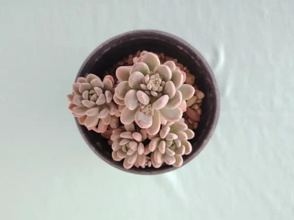 Echeveria amoena 2 - Imagen 5