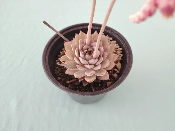 Echeveria caamanoi