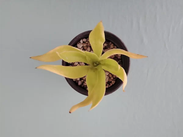 Echeveria canaliculata