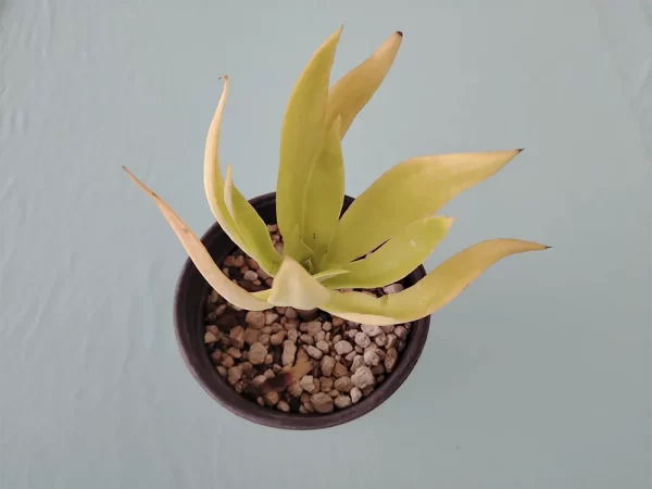 Echeveria canaliculata - Imagen 3