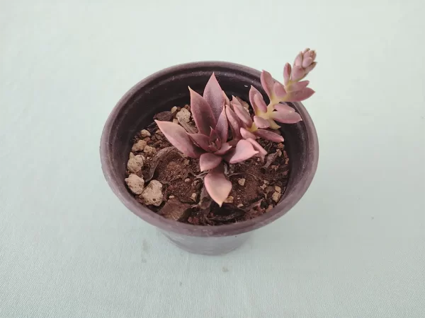 Echeveria carnicolor - Imagen 2