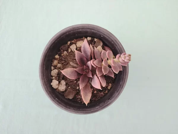 Echeveria carnicolor