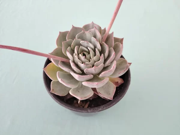 Echeveria catorce - Imagen 2