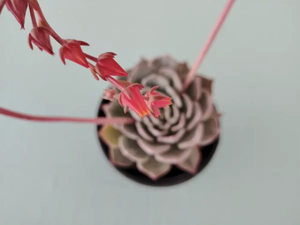 Echeveria catorce - Imagen 3